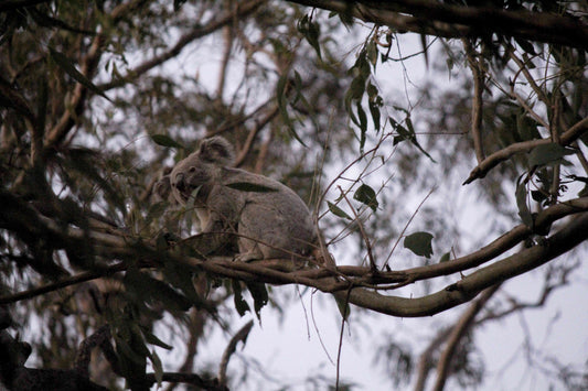 Proudly Supporting The Rescue Collective - Refraction Lighting